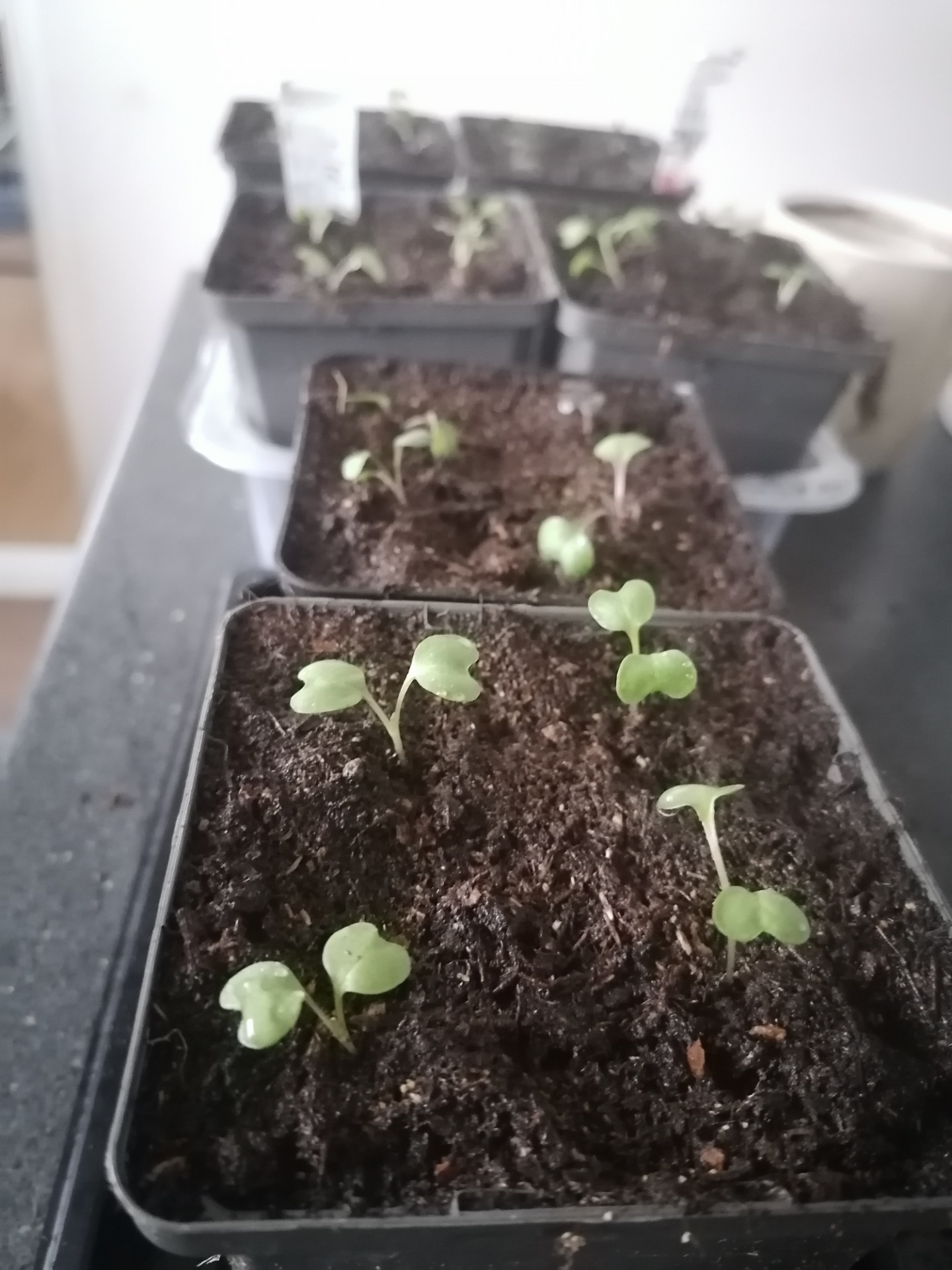 Košťáloviny vypadají dlouho stejně, dobře si je popište.